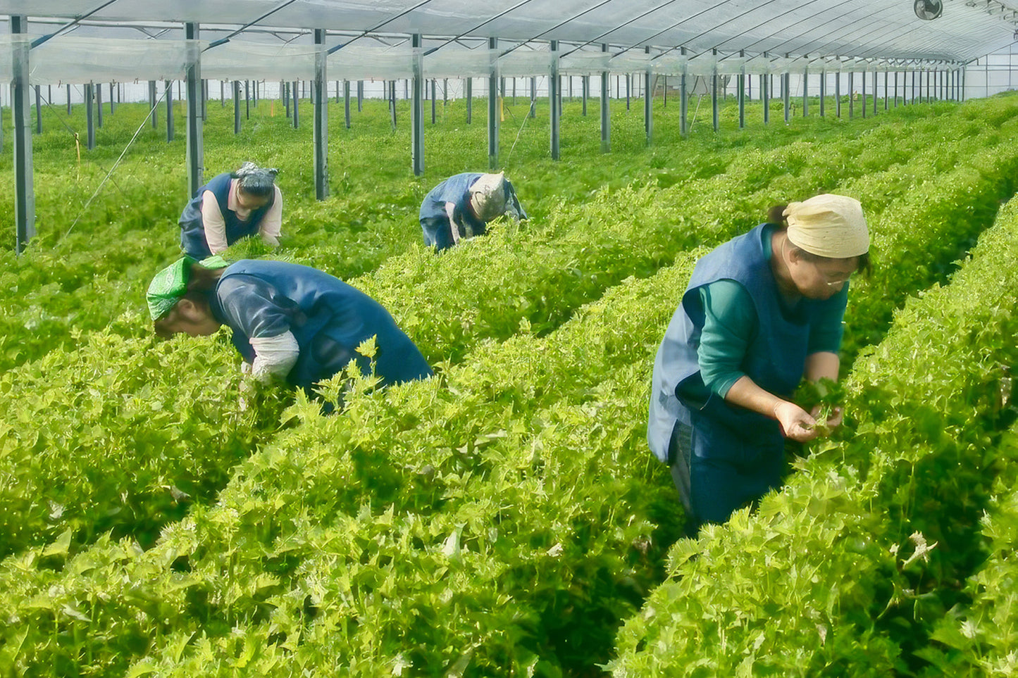 
                  
                    青紫蘇伝説紫蘇ジュース 3倍濃縮【熊本県産】（720㎖）
                  
                