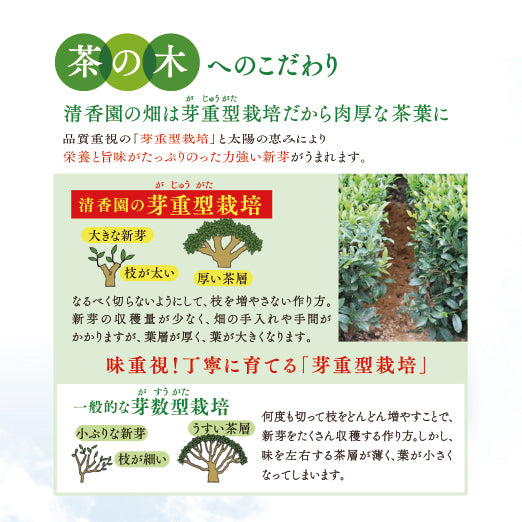 
                  
                    深蒸し新茶　さえみどり  茶葉タイプ(100g入)
                  
                